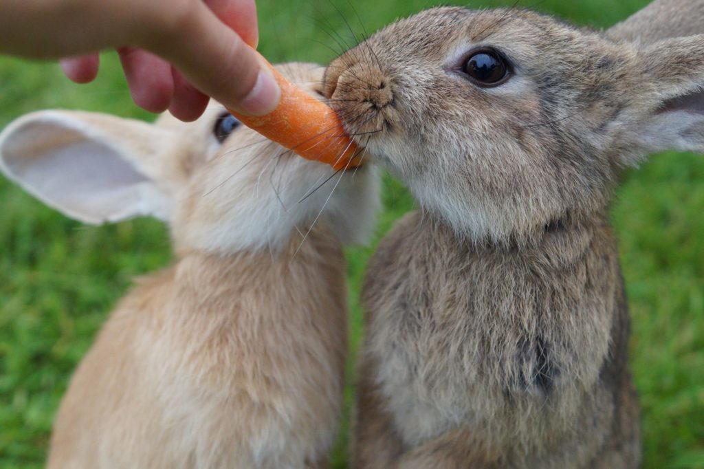 Kaninchenfutter - was dürfen Kaninchen fressen