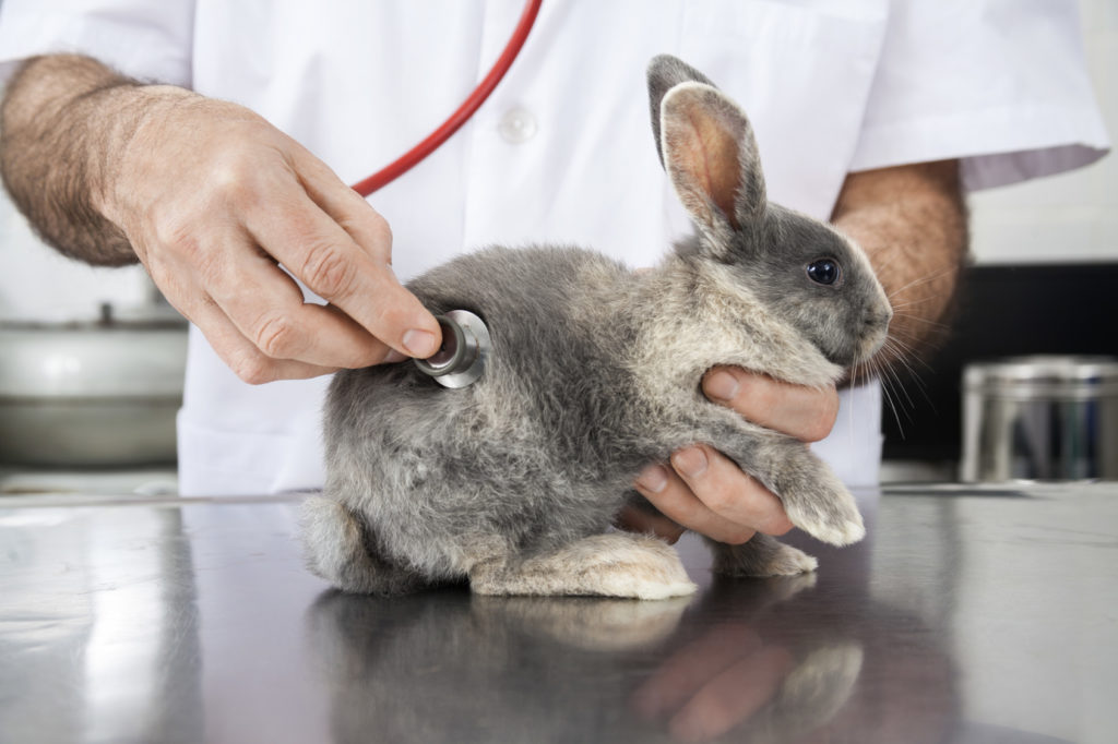 Kaninchen Tierarzt Abszess